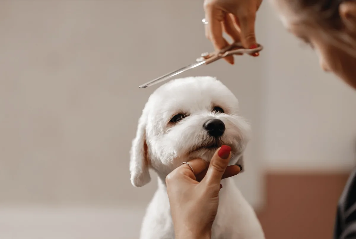 The Complete Guide to Dog Grooming for Healthy Pets