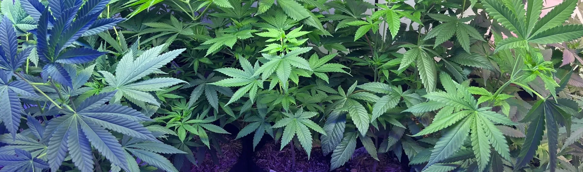 What Are The Laws For Buying Cannabis Clones in Massachusetts?