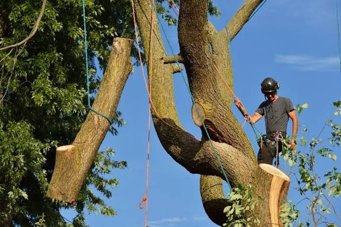 Protect and Beautify Your Property with Expert Tree Trimming for Large Trees and Residential Landscape Maintenance