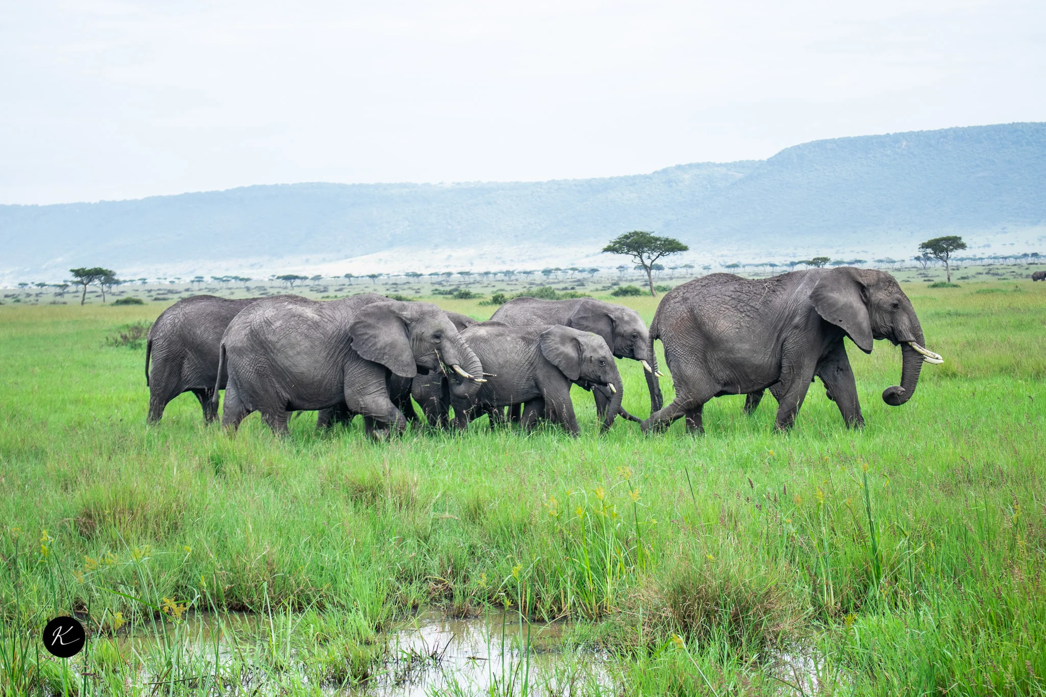 Best Kenya Vacation Packages by Season: When to Book for the Best Experience