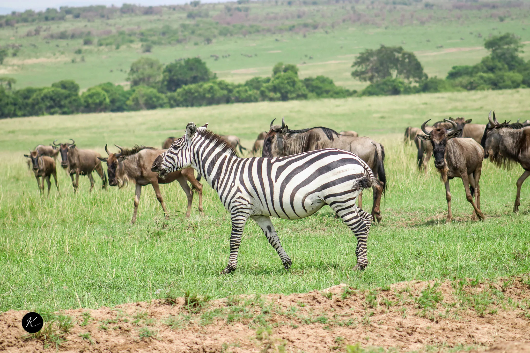 Kenya Tours: Wildlife, Landscapes, and Regions Explained