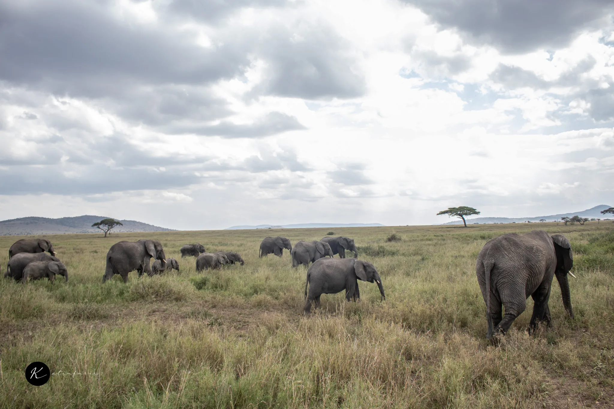 Best Serengeti Safari Packages for the Great Migration (Month-by-Month Guide)