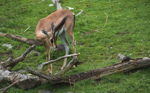 Field Dressing a Deer: Step-by-Step Guide