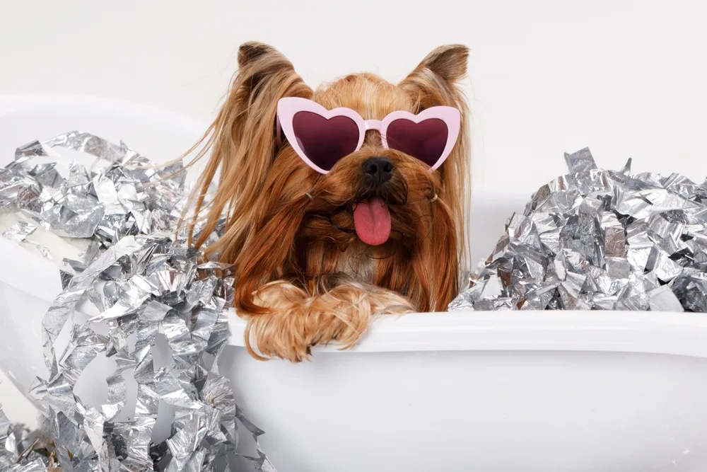 Parti Yorkies for Sale: A Complete Buyer's Guide for Choosing the Right Puppy