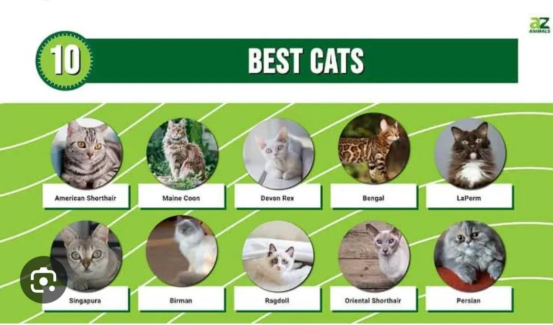 Top 10 Cat Breeds Every Pet Lover Should Know
