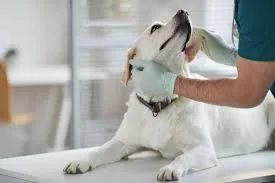 Can Preventive Veterinary Care Help Your Pet Live Longer? What Every Pet Owner Should Know
