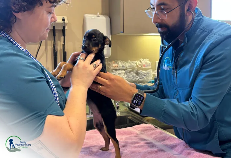 Top Rated Veterinary Clinics Near Me: Family Veterinary Care of Oakdale Leads the Way