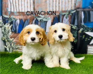 From Cotswolds to Condos: Why Cavachons Are Britain’s Most Adaptable Family Addition