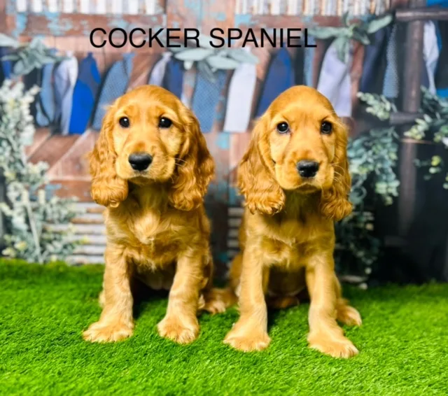 Finding the Perfect Companion: Why Cocker Spaniels Continue to Win Hearts Near Birmingham