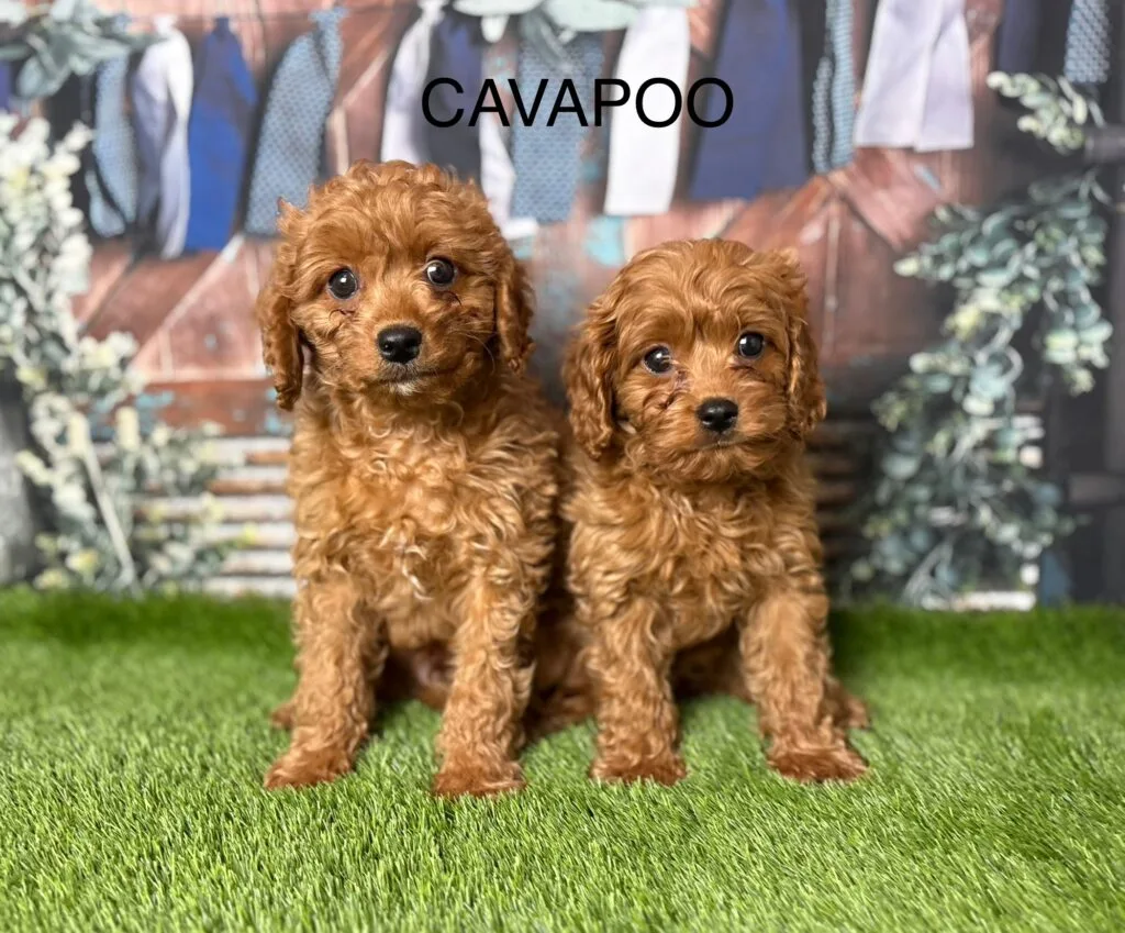 The Ultimate Guide to Including Your Cavapoo in Family Adventures