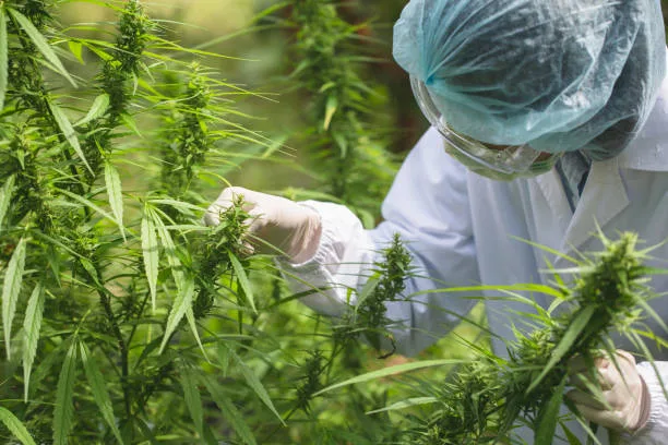 Why You Need a Hemp Drying Barn Setup Guide with Photos Today