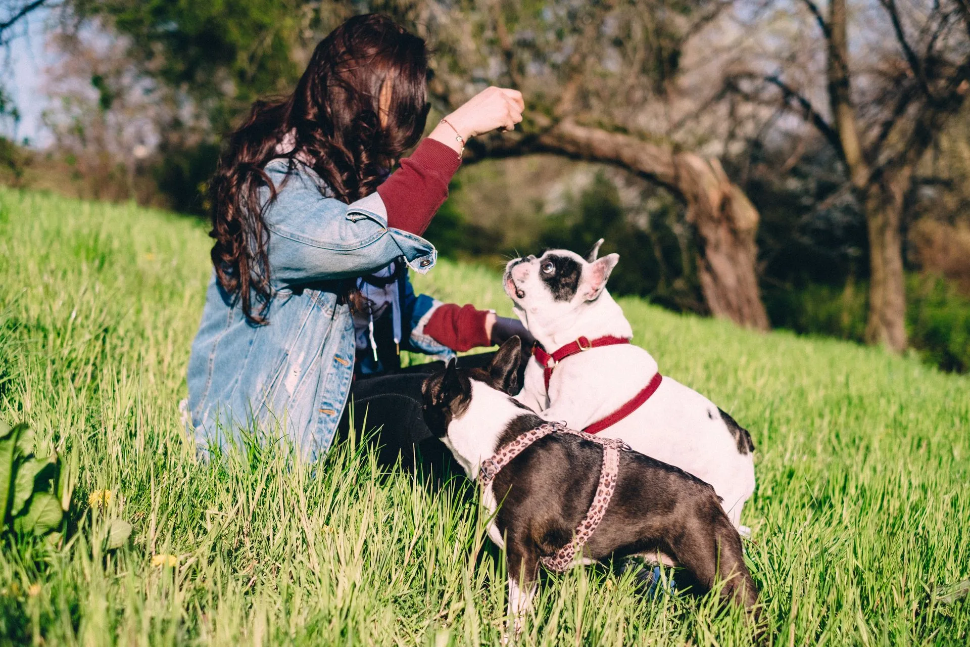 More than Treats: What Dog Training Actually Entails