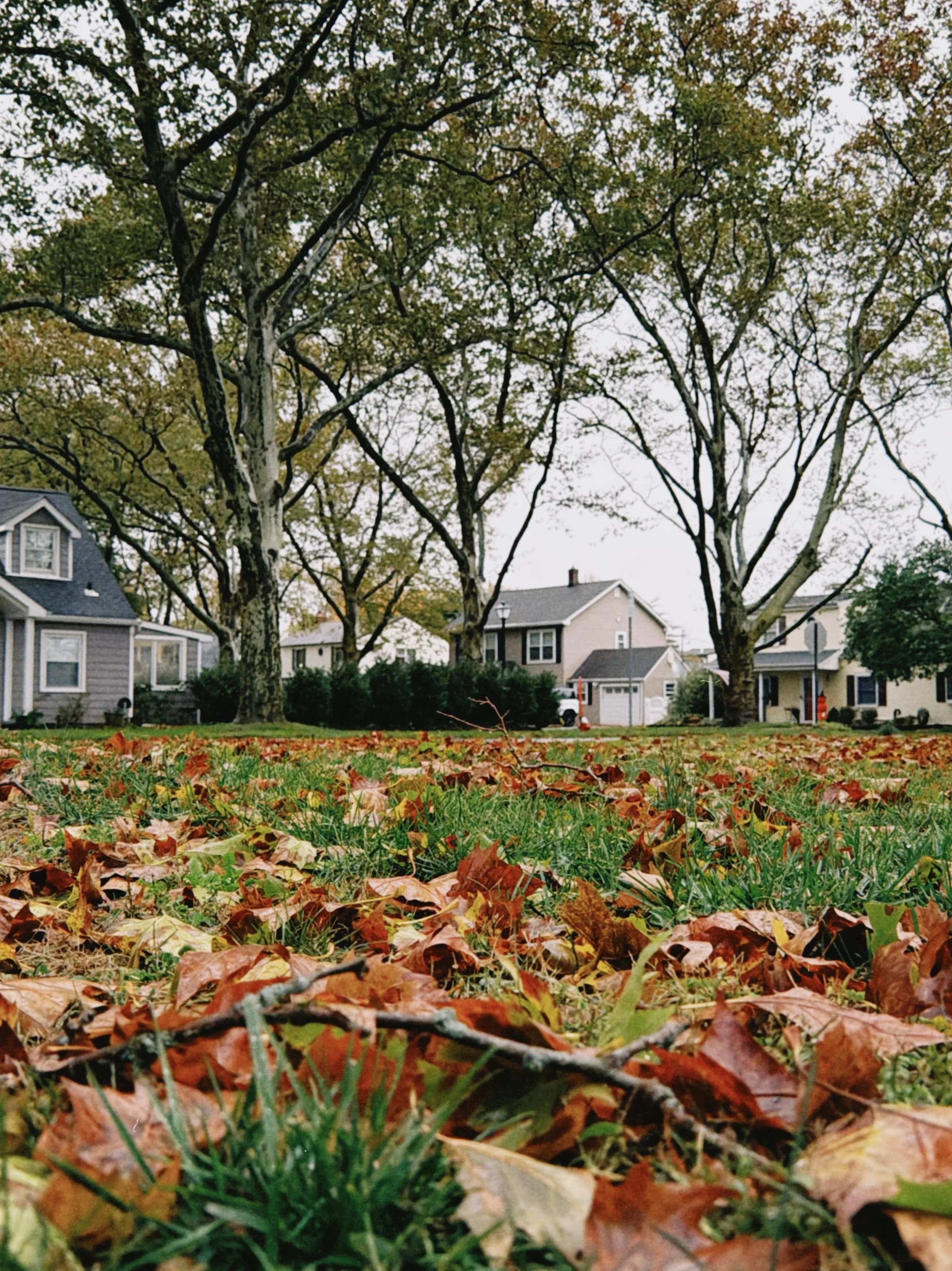ids, Dogs, and a Big Yard: How to Actually Keep Up With Fall Lawn Care