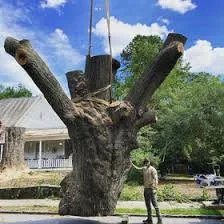 Professional Tree Service in Buffalo NY: Safe Tree Removal and Tree Care Solutions