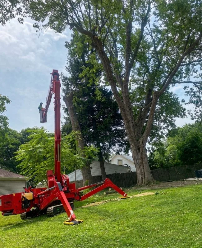 Professional Tree Services for Healthier and Safer Landscapes