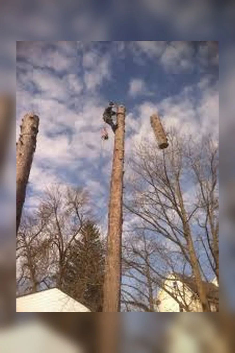Professional Tree Service in Buffalo NY for Safe and Clean Properties