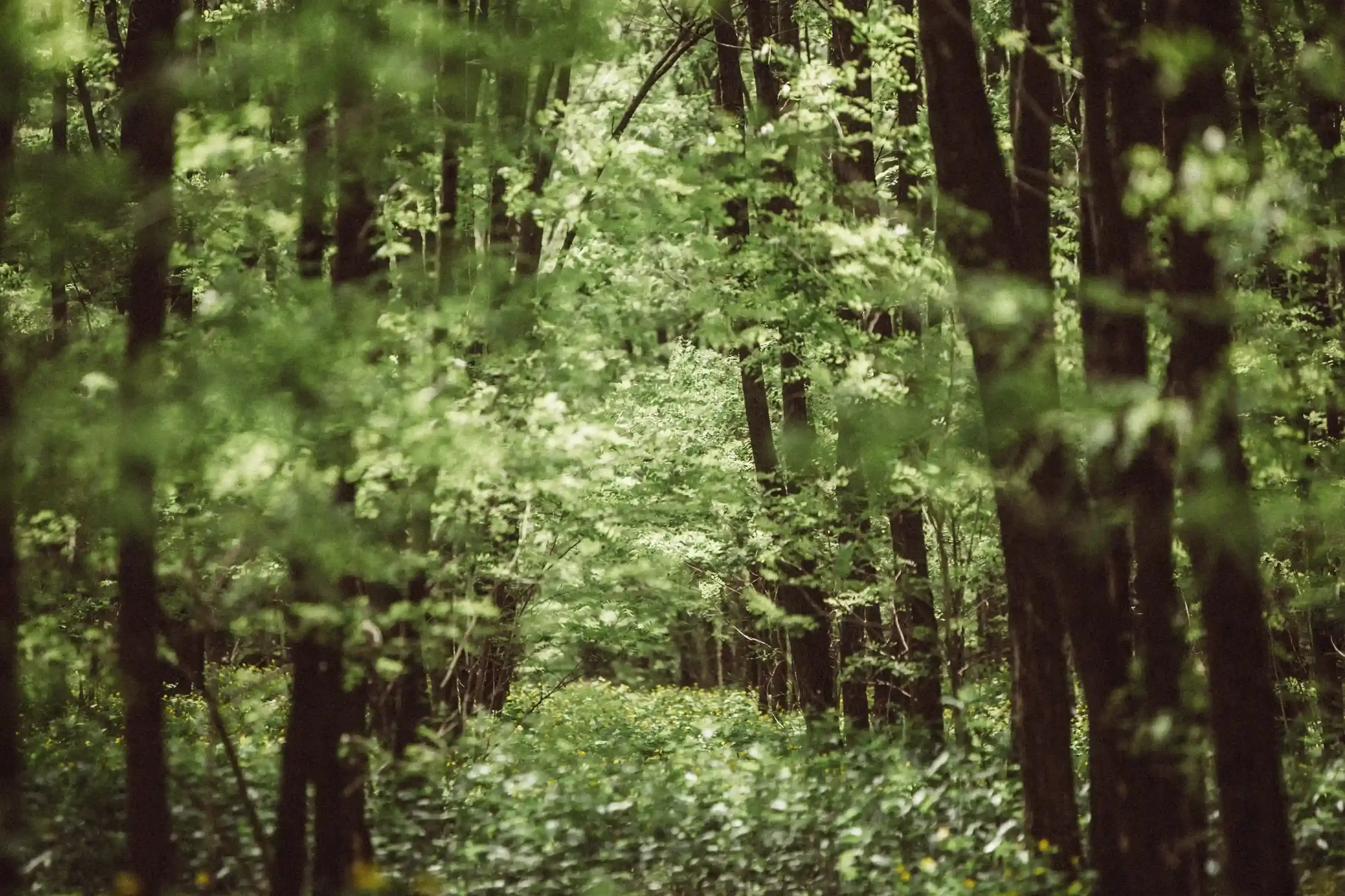 What Is Black Locust Wood? A Complete Guide to This Underrated Hardwood