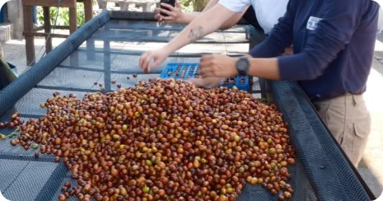 Wholesale Coffee Beans Austin: What Restaurants & Cafes Need To Know