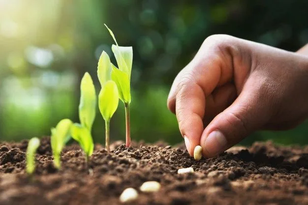 Seed Science and Technology: The Foundation of Sustainable Agriculture in India