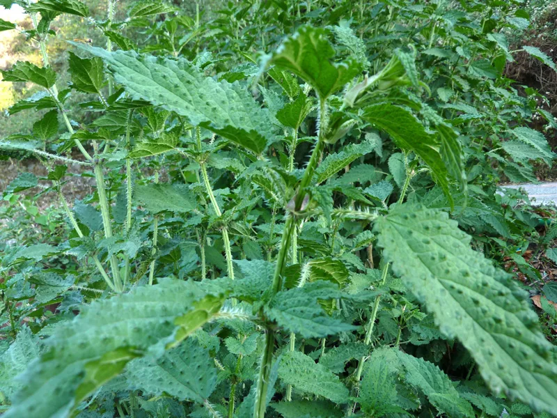 Urtica himalayensis: Why Preserving Native Himalayan Plants Matters More Than Ever