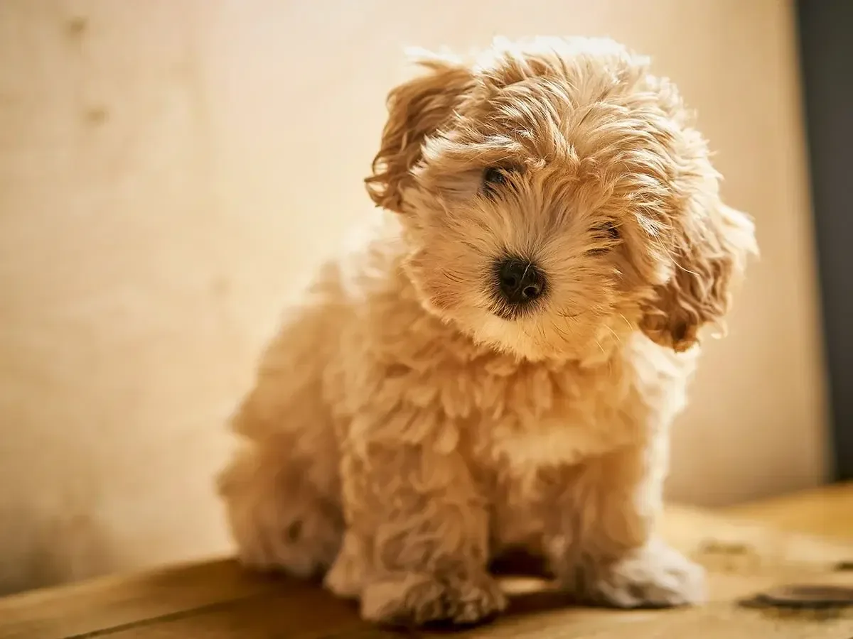 Maltipoo: Everything You Need to Know About This Popular Designer Breed