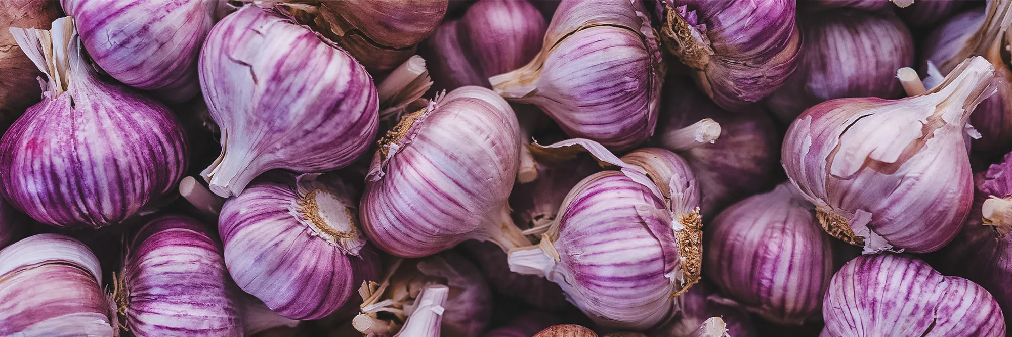 Organic Garlic: Health Benefits, Growing Tips & Where to Buy | Mad River Garlic Growers