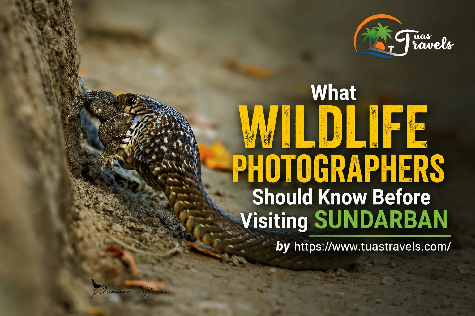 What Wildlife Photographers Should Know Before Visiting Sundarban