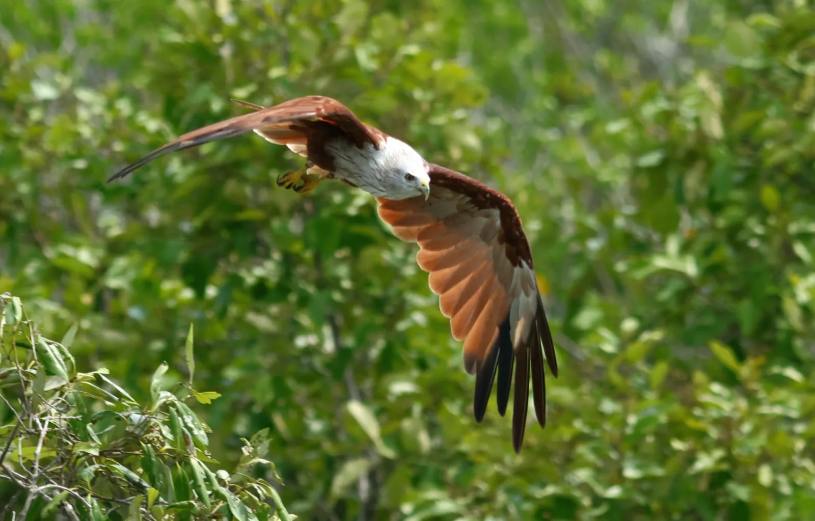 Best Wildlife Photography Lens for Sundarban Safaris