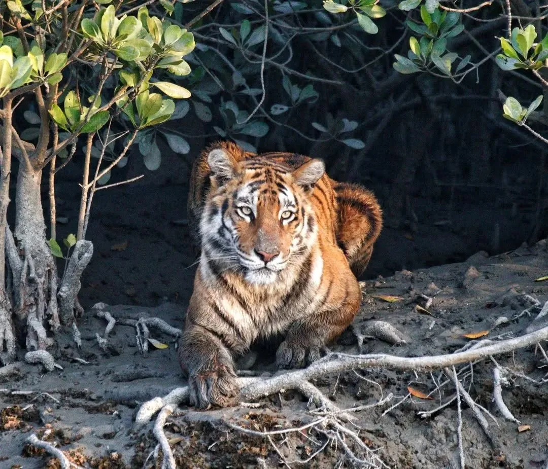 Tips for Capturing Royal Bengal Tigers During Wildlife Photography in Sundarbans