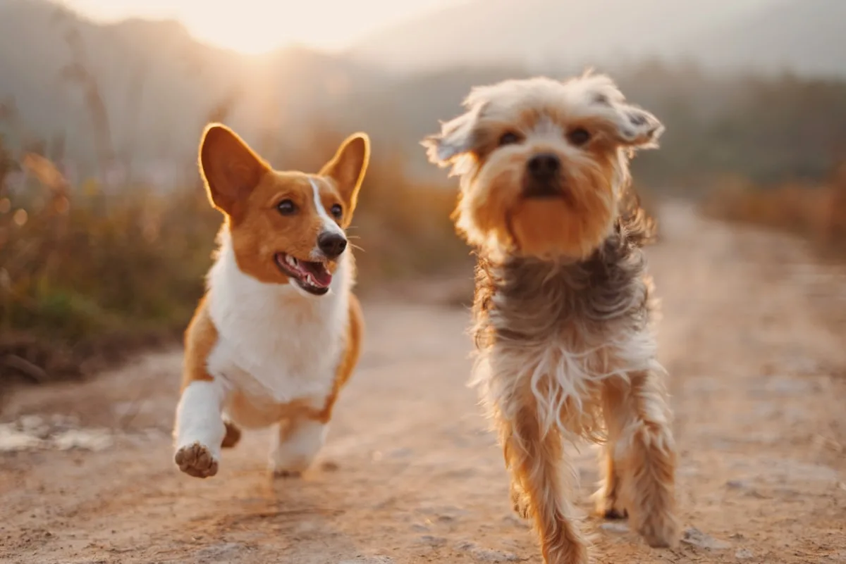 Grief, Comfort, and Closure: Supporting Your Family After Pet Loss
