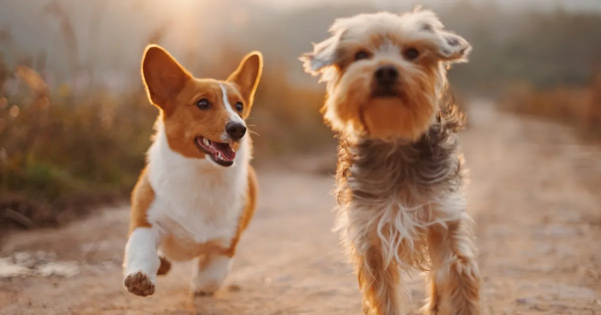 How to Know When It's Time: Recognizing Signs of Suffering in Aging Pets