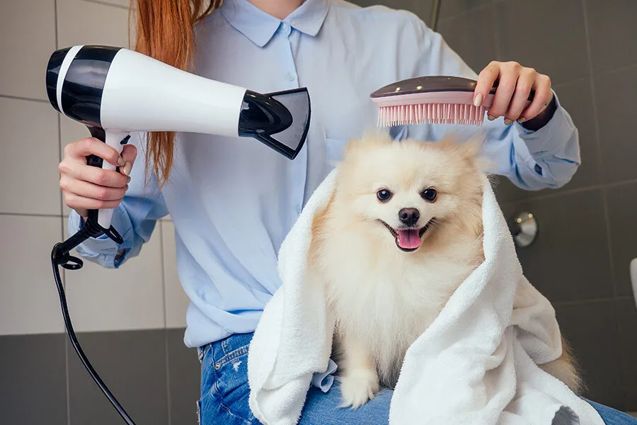 Four Paws Dog Grooming: Choosing the Right Grooming Services for Dogs