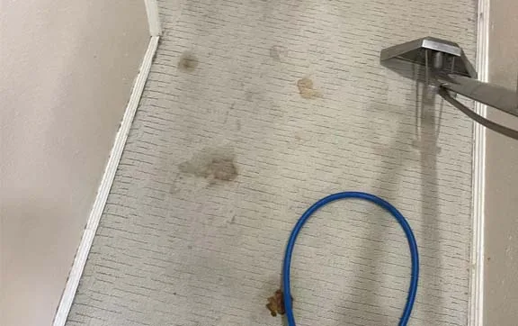 Best Carpet Cleaner for Different Carpet Types: Complete Guide