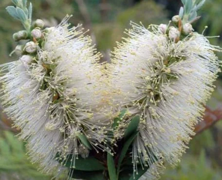 How Bottlebrush Trees Add Beauty and Value to Australian Gardens