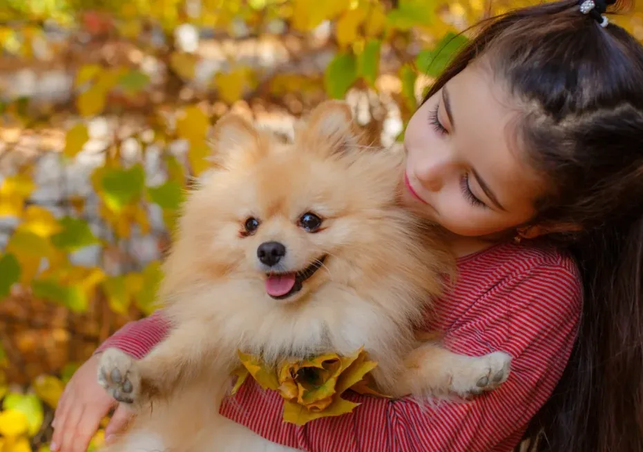 Teacup Pomeranian for sale in Georgia: A complete Buyer’s Guide