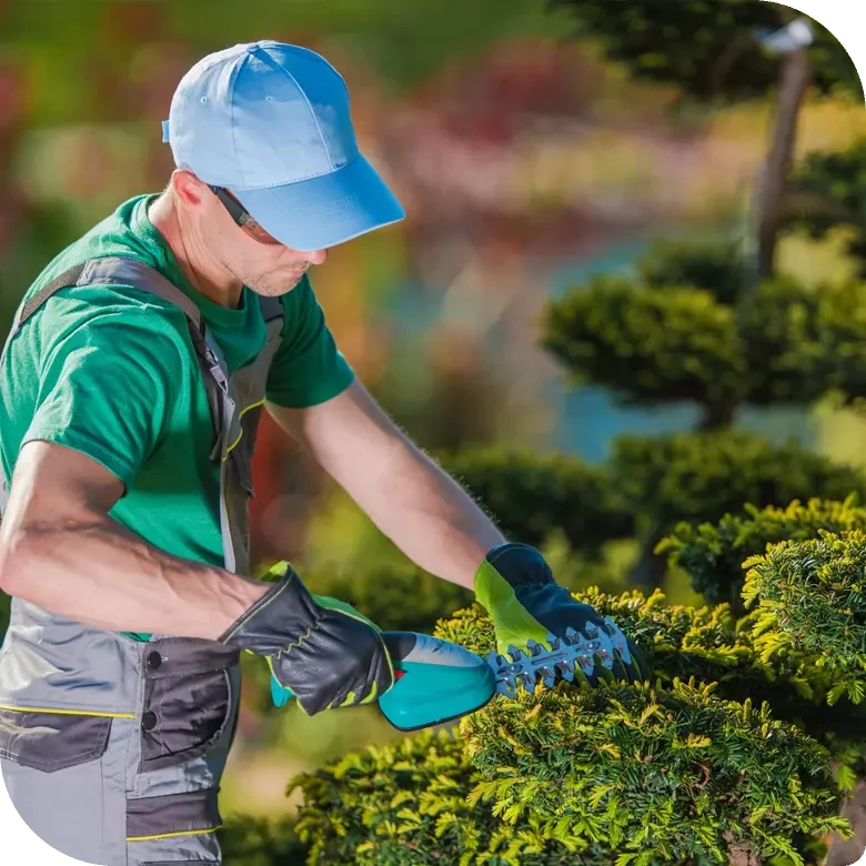 Professional Landscaping Services: The Key to Strong, Well-Maintained Trees