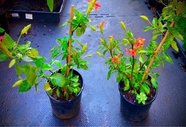 Brighten Your Garden with the Vibrant Kankambaram Orange Plant in Sydney