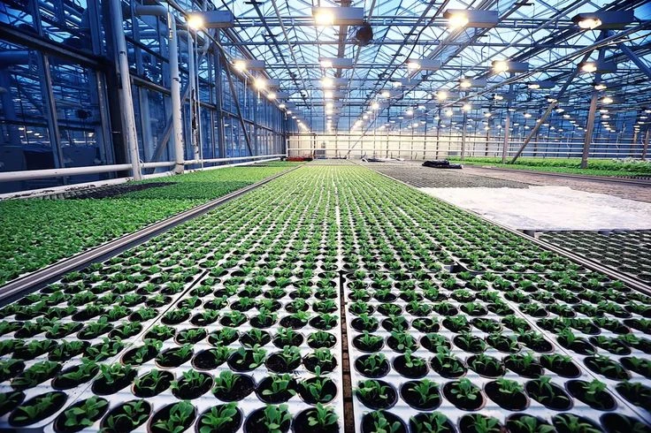 Greenhouse Grow Lights: Types and Benefits