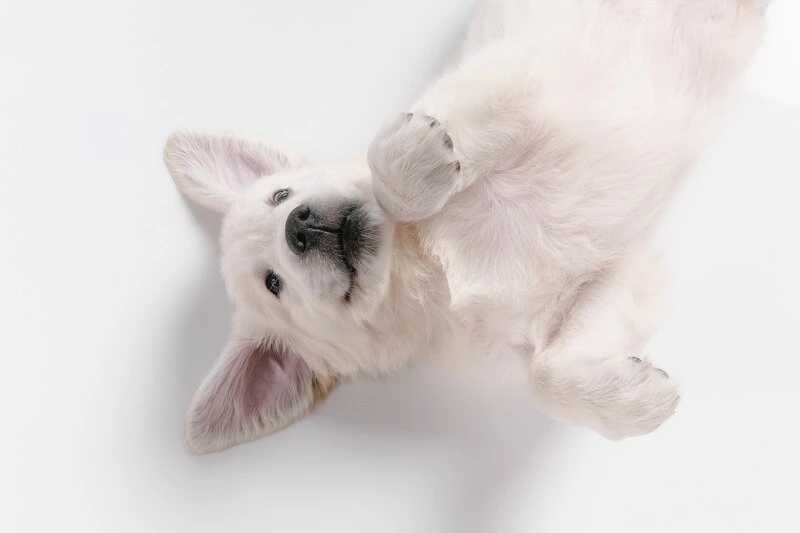 The Dog Crate: Evolution, Benefits and Current Uses