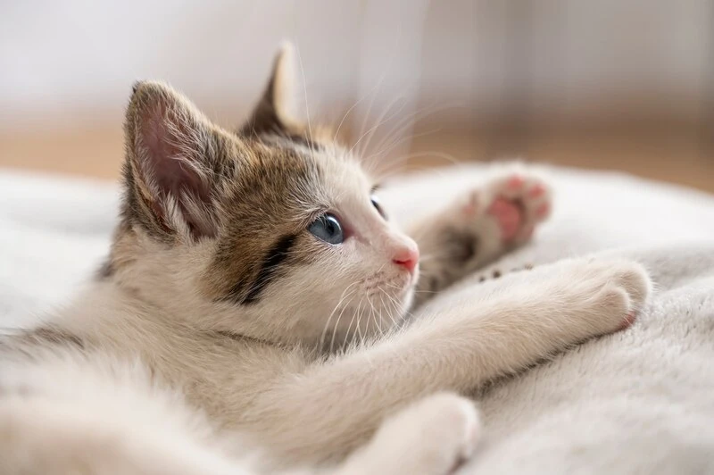 Crystal Cat Litter VS. Clumping Cat Litter: Which One Should You Choose