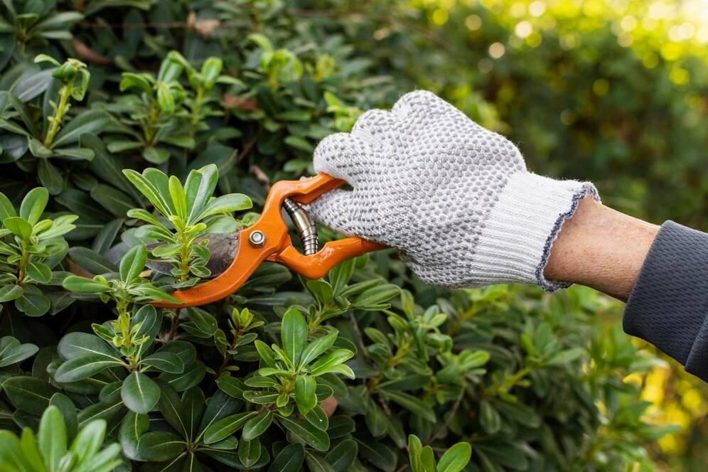 The Importance of Regular Tree Pruning in Surry Hills