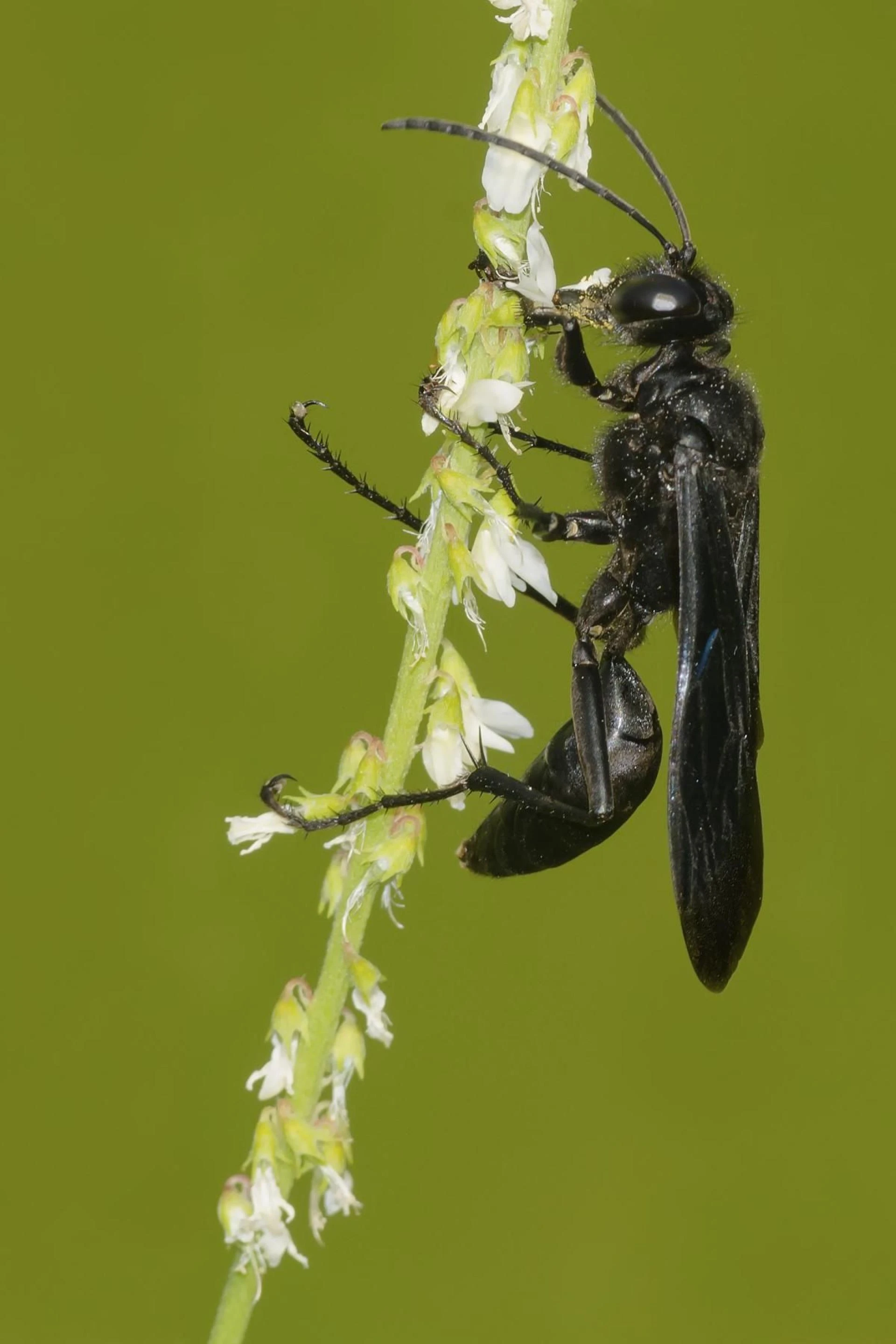 What to Do If You Spot Wasps Around Your Home