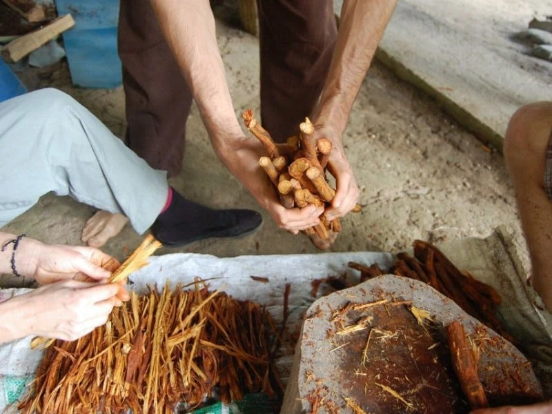 Journey Within: Led Sacred Plant Medicine Retreats at Feather Crown, Ecuador