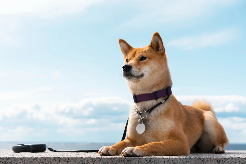 Dog Collar Laws in Australia: What Every Pet Owner Should Know