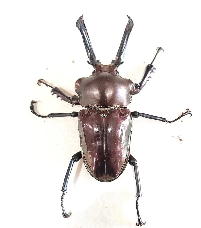 Top Reasons Collectors Love the Rainbow Stag Beetle