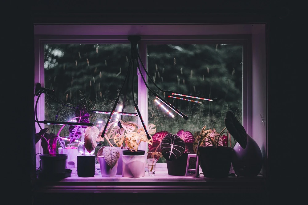 Indoor LED Grow Lights Through the Seasons That Growing Made Easy