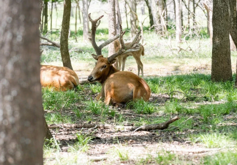 Hunt In Texas With Precision: Your Ultimate Outdoor Escape