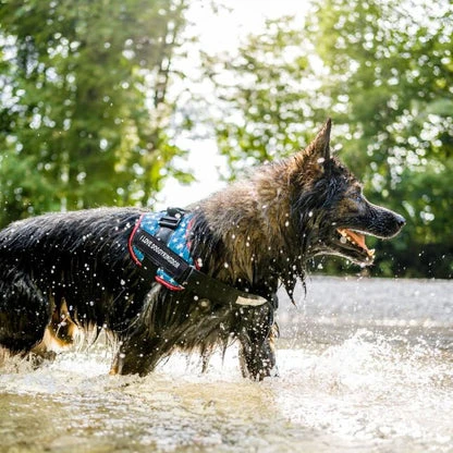 Choosing the Perfect Dog Harness: Comfort, Control, and Custom Fit for Every Pup