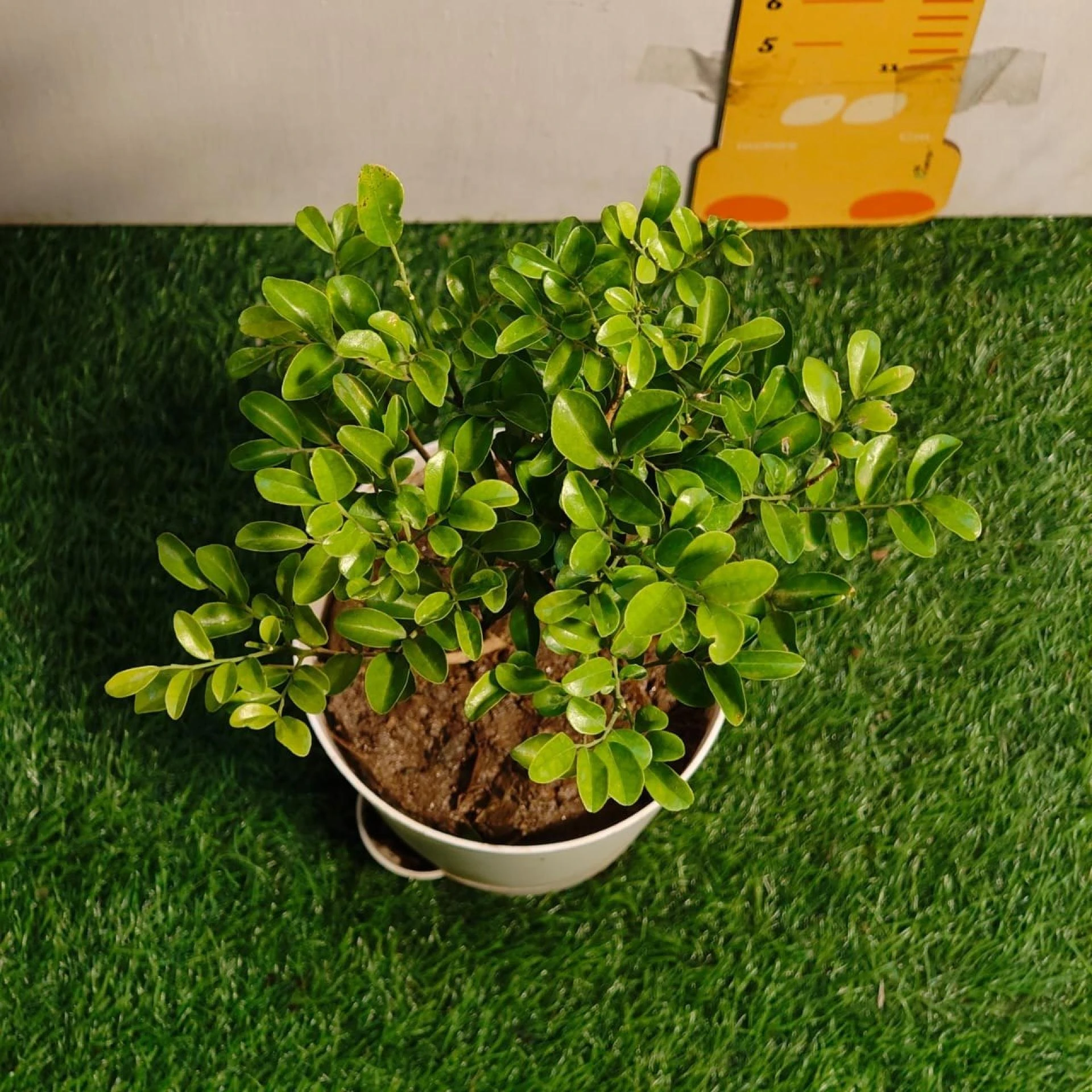 Celebrate Life’s Moments with Green Gifts: Madhu Kamini Plant & More from Plantshub