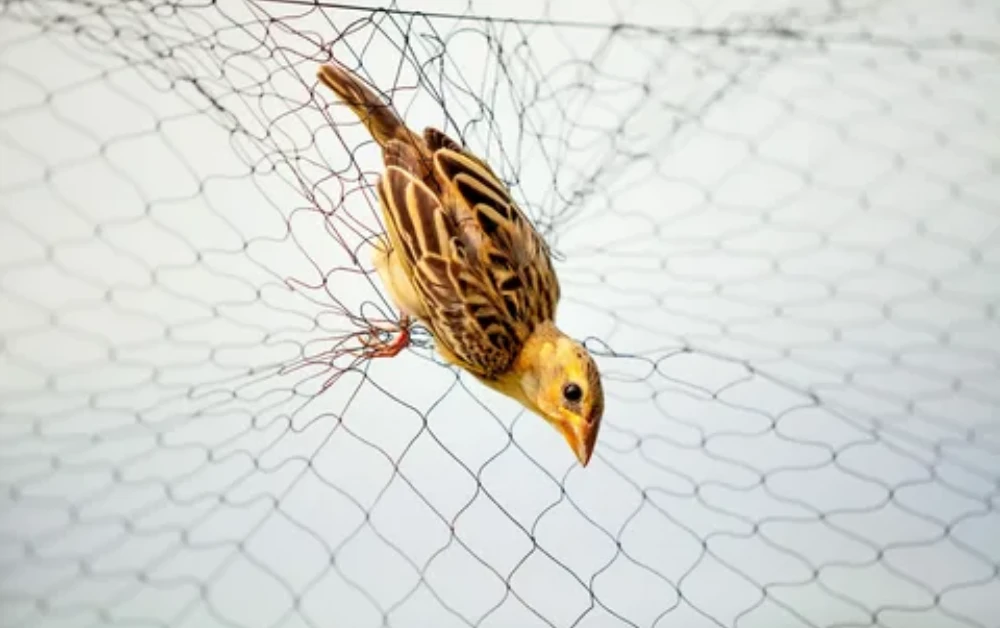 Want to know why bird nets in Dubai are a smart solution?